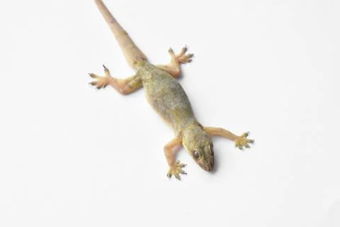 Hemidactylus Stock Photos