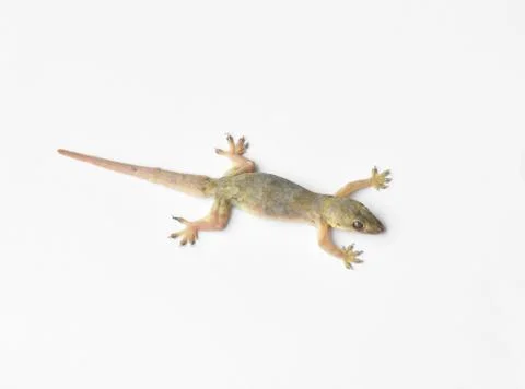 Hemidactylus Stock Photos