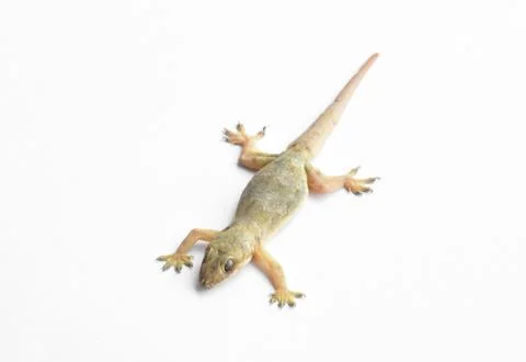 Hemidactylus Stock Photos