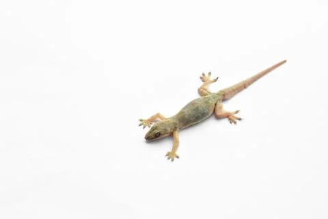 Hemidactylus Stock Photos