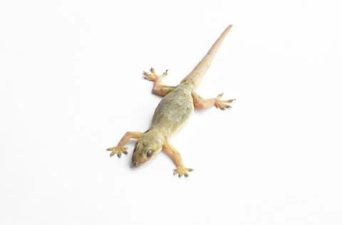Hemidactylus Stock Photos