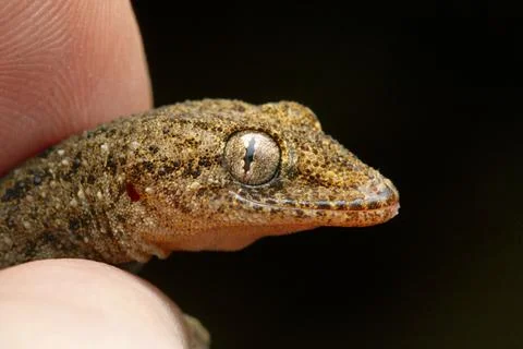 Hemidactylus sp. from lower elevation of Sikkim. The species has brilliant .. Stock Photos