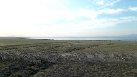 Hemionus, kulans 库存影片 246947994