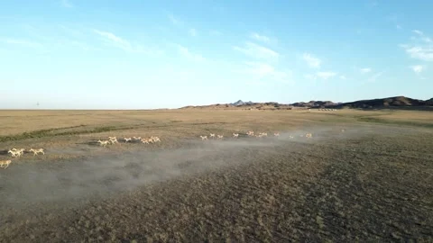 Hemionus, kulans Video stock 246980884