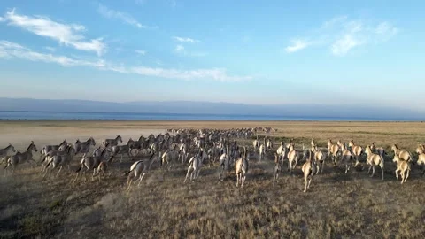 Hemionus, kulans 库存影片 246980978