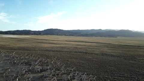 Hemionus, kulans 库存影片 246980981