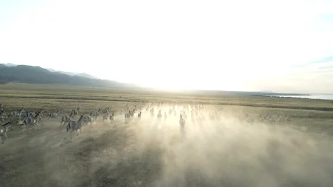 Hemionus, kulans Video stock 246981154