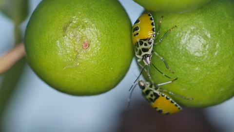 Hemiptera bug larva on the lime Stock Footage 96350148