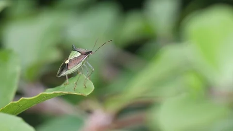 Hemiptera bug on the leaf Video stock 87039207