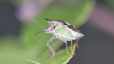 Hemiptera bug turning around on the leaf Stock Footage 87039678