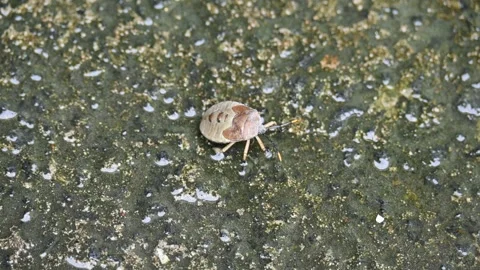 Hemiptera or true bugs. Stock Footage 286848306