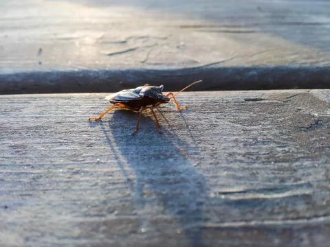 Hemiptera Stock Photos