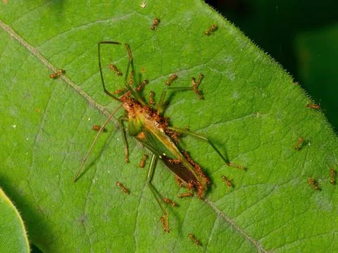 Hemiptera,beetle,bug,insect. Stock-Fotos