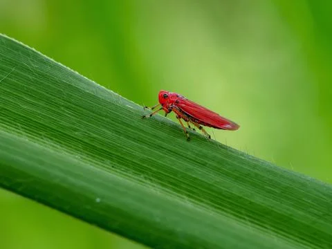 Hemiptera,beetle,bug,insect. Stockfoto's
