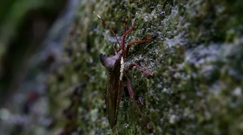 Hemipteran bug is climbing Stock Footage 53337722