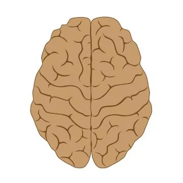 Hemispheres of human brain, non labeled Stock Illustration
