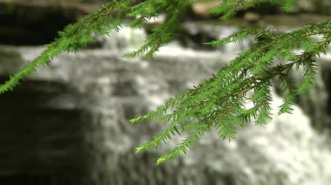 Hemlock and Waterfall 動画素材 24718608