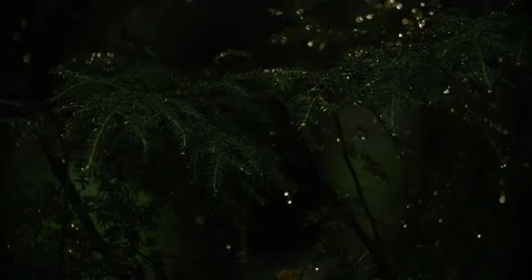 Hemlock branches in wet forest Stock Footage 238796507
