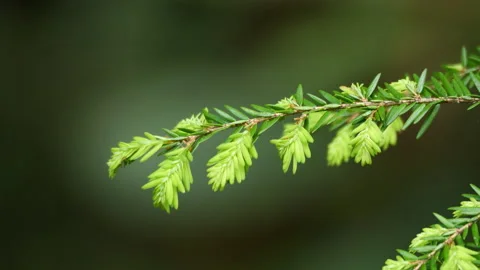 Hemlock Tree Branch with new bright green growth 動画素材 239543823