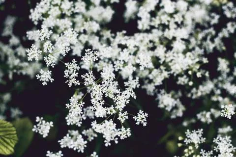 Hemlock white springtime flowers Stock Photos