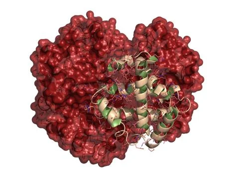 Hemoglobin (human, hb) protein molecule, chemical structure. iron-containing  Stock Illustration