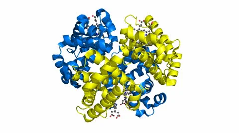 Hemoglobin model 스톡 동영상 23547884