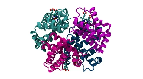Hemoglobin, molecular model Stockbeeldmateriaal 64803546