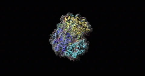 Hemoglobin ribbon , wire frame and solid surface representation Video stock 66856126