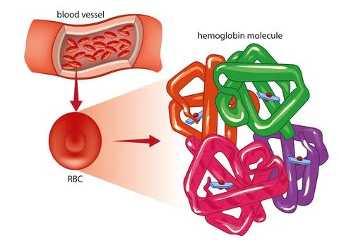 Hemoglobin Structure Diagram Stock Illustration