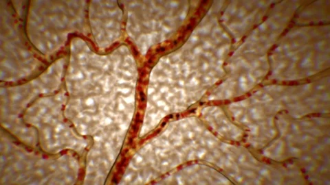 Hemoglobin Within Blood 스톡 동영상 113243871
