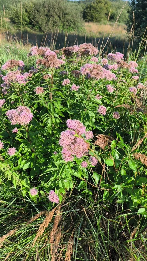 Hemp-agrimony (Eupatorium cannabinum) blooming in August in a natural meadow. Vídeo Stock 342408981