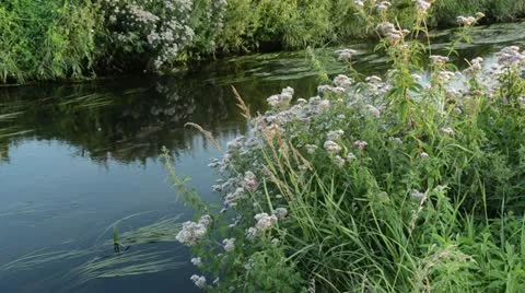 Hemp agrimony (Eupatorium cannabium) Stock Footage 17198679