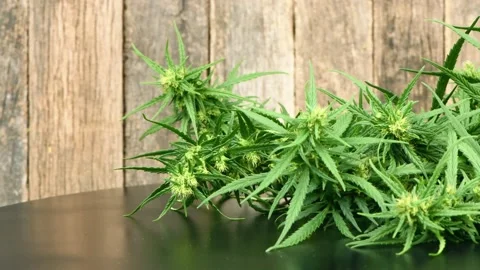 Hemp branch on a black. Side view. Stock Footage 160802375