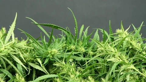 Hemp branch on a black. Side view. Stock Footage 160803149