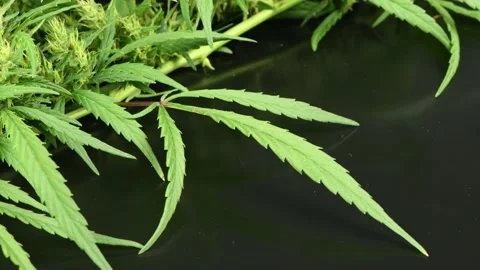 Hemp branch on a black. Side view. Stock Footage 160803524