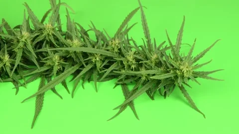 Hemp branch on a green. Side view. Stock Footage 160800726
