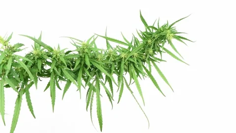 Hemp branch on a white. Side view. Stock Footage 160803959