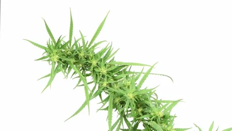 Hemp branch on a white. Side view. Stock Footage 160804368