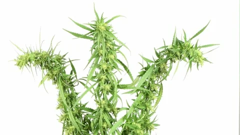 Hemp branch on a white. Side view. Stock Footage 160804440