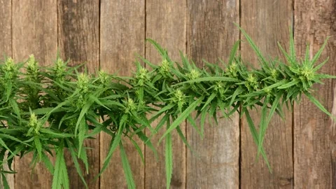 Hemp branch on wood background. Side view. Stock Footage 160801083
