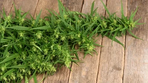 Hemp branch on wood background. Side view. Stock Footage 160801487