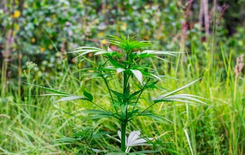 Hemp Bush Foto stock