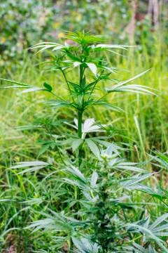 Hemp Bush Foto stock