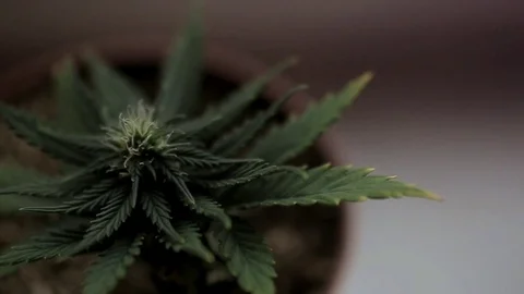 Hemp bush view pottop Stock Footage 104518990