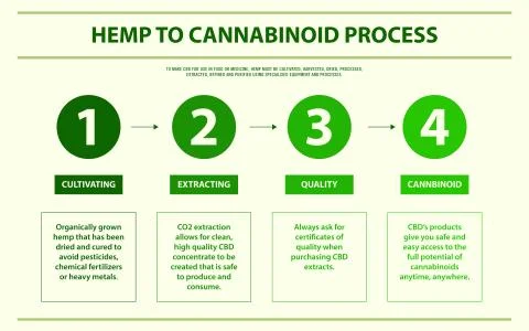 Hemp to cannabinoid process horizontal infographic Illustrazione stock