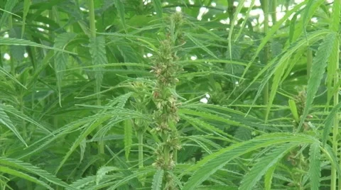 Hemp, Cannabis in bloom - close up bud + zoom out. Stock Footage 40326053