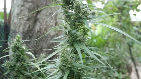 Hemp (cannabis) bud plant. Blooming female marijuana flower Stock Footage 196173353