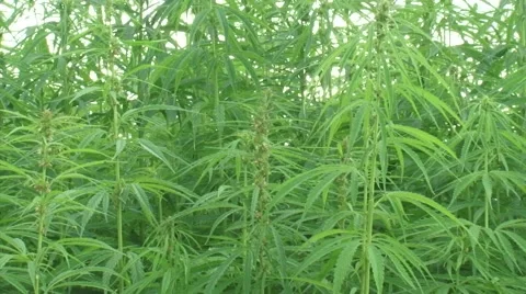 Hemp, Cannabis field - zoom in flower bud Stock Footage
