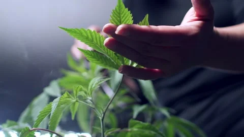Hemp Cannabis marijuana cbd Stock Footage 238936692