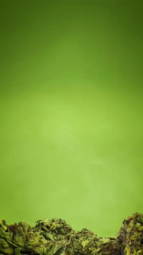Hemp Cannabis marijuana cbd Stock Footage 238936703